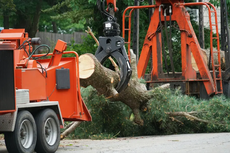 Experienced Tree Services Panama City, FL Experienced Tree Services Panama City, FL
