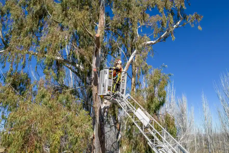 How Arborists Improve Long-term Landscape Value Panama City, FL How Arborists Improve Long-term Landscape Value Panama City, FL