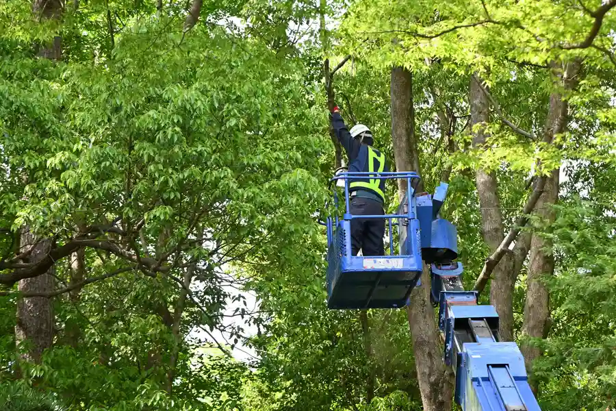 Reputable Tree Services Panama City, FL Reputable Tree Services Panama City, FL